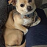 dog, small_dog, tan_dog, pet, indoor, quilted_blanket, plaid_harness, collar, tag, cute, looking_at_camera, relaxed, furniture, sofa, paw, tail, ears, snout, fur, companion