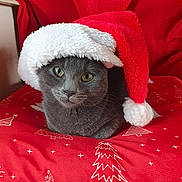 Aplouch participe au concours pour gagner de l'argent avec cette photo : cat, gray_cat, santa_hat, christmas, holiday, festive, red_cushion, white_trees, indoor, pet, cute, animal, feline, cozy, soft_fabric, christmas_decor, red_background, holiday_season, domestic_cat, resting