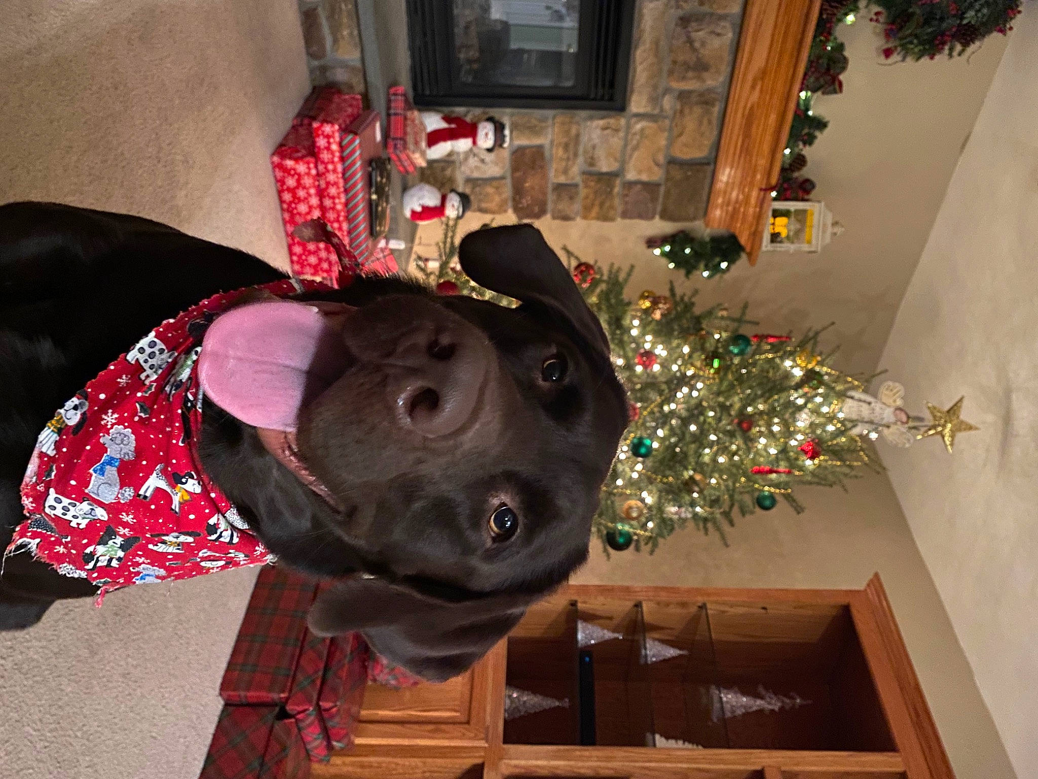 Koda is registered to the contest to win money with this photo: carmine, christmas, christmas_decoration, christmas_ornament, christmas_tree, event, fashion_accessory, flooring, hat, holiday, holiday_ornament, interior_design, ornament, plant, room, snapshot, tradition, tree, wood, working_animal