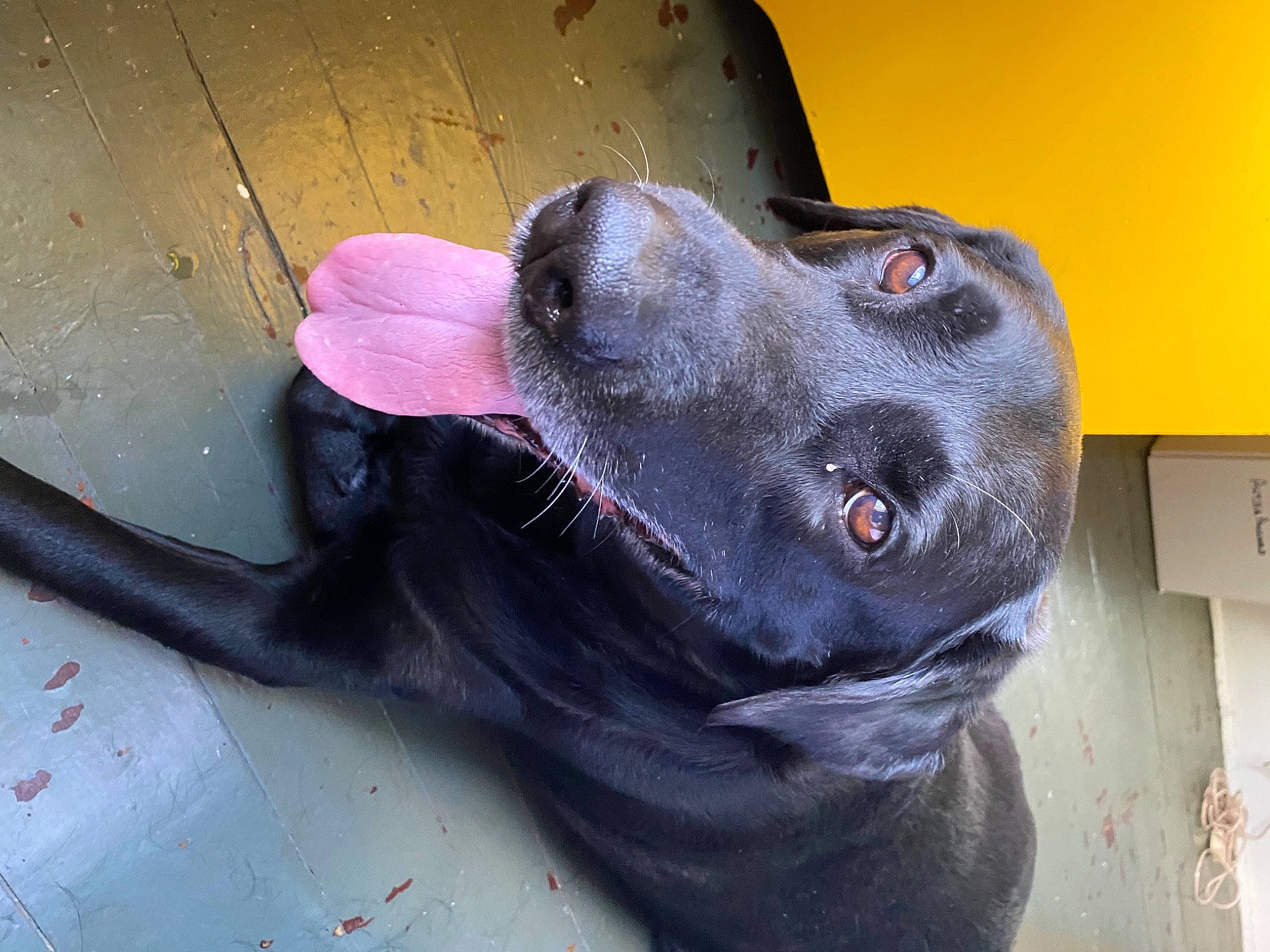 Grizzly joined the competition — help win amazing prizes! borador, canidae, carnivore, collar, companion_dog, dog, dog_breed, dog_collar, ear, fur, gun_dog, liver, non_sporting_group, pet_supply, retriever, snout, sporting_group, wall_plate, whiskers, working_animal