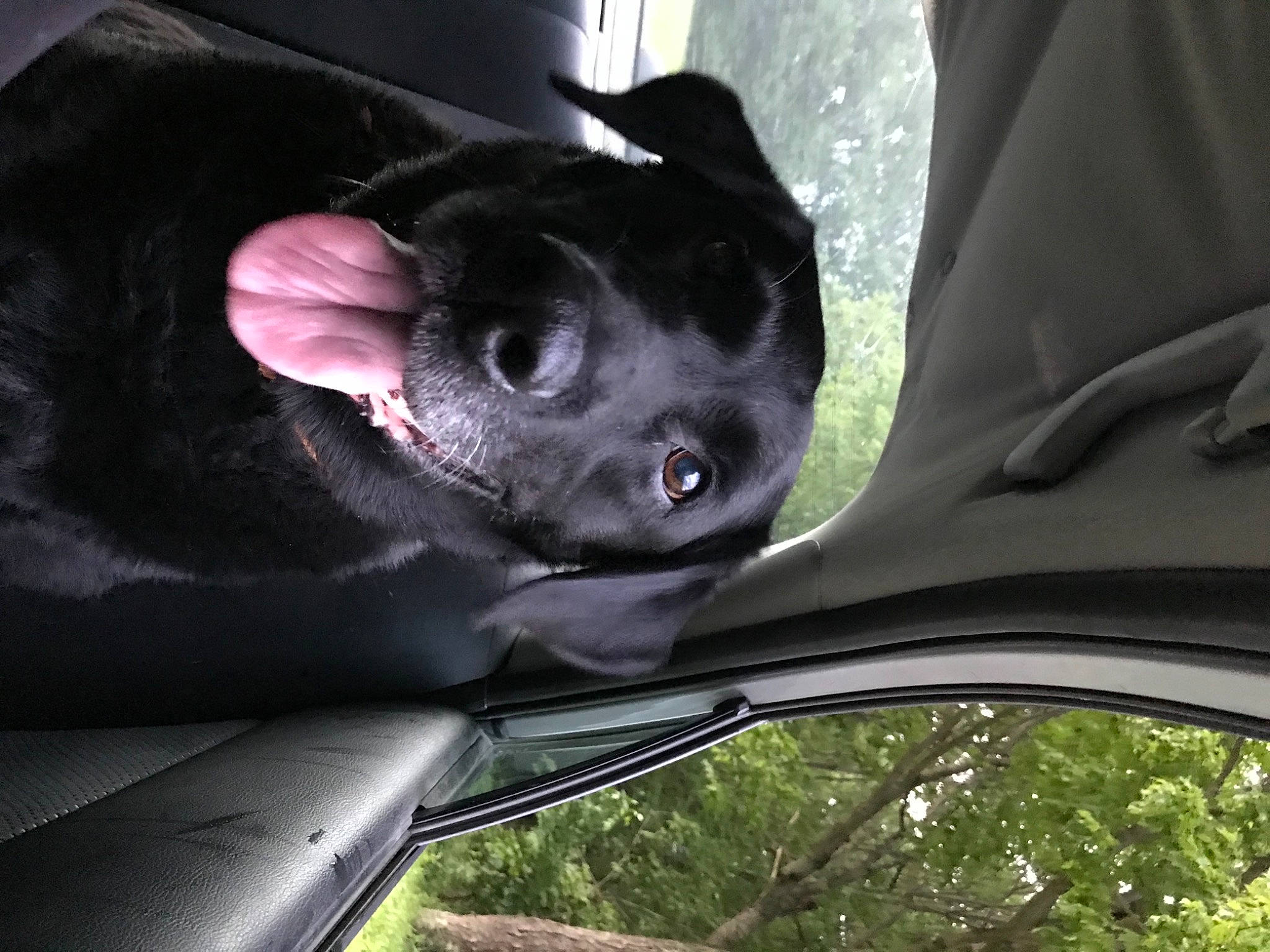 Grizzly joined the competition — help win amazing prizes! auto_part, automotive_exterior, automotive_lighting, automotive_mirror, automotive_tire, automotive_wheel_system, carnivore, companion_dog, dog, dog_breed, fawn, hood, mammal, motor_vehicle, rear_view_mirror, rim, tints_and_shades, vehicle_door, windscreen_wiper, windshield