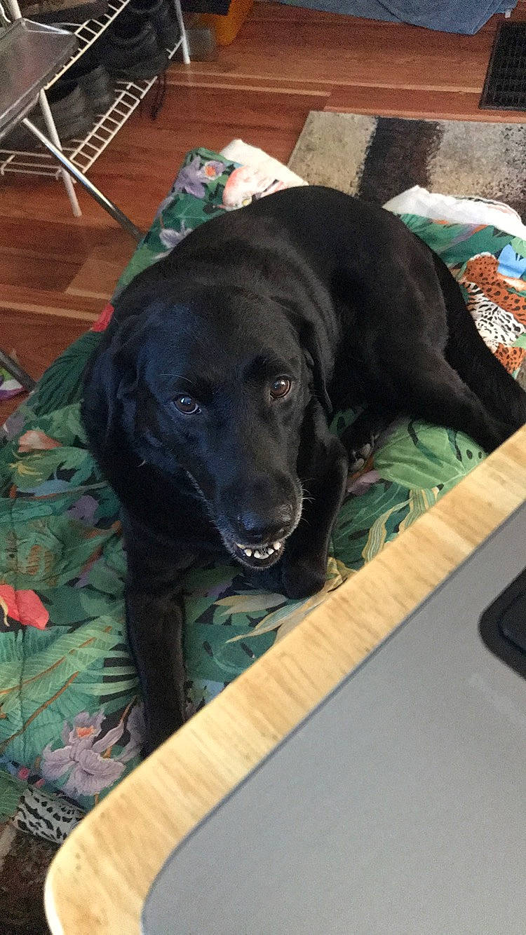 Grizzly is registered to the contest to win money with this photo: borador, canidae, carnivore, collar, comfort, companion_dog, dog, dog_breed, dog_collar, dog_supply, flooring, fur, gun_dog, hardwood, liver, pet_supply, retriever, snout, sporting_group, working_animal