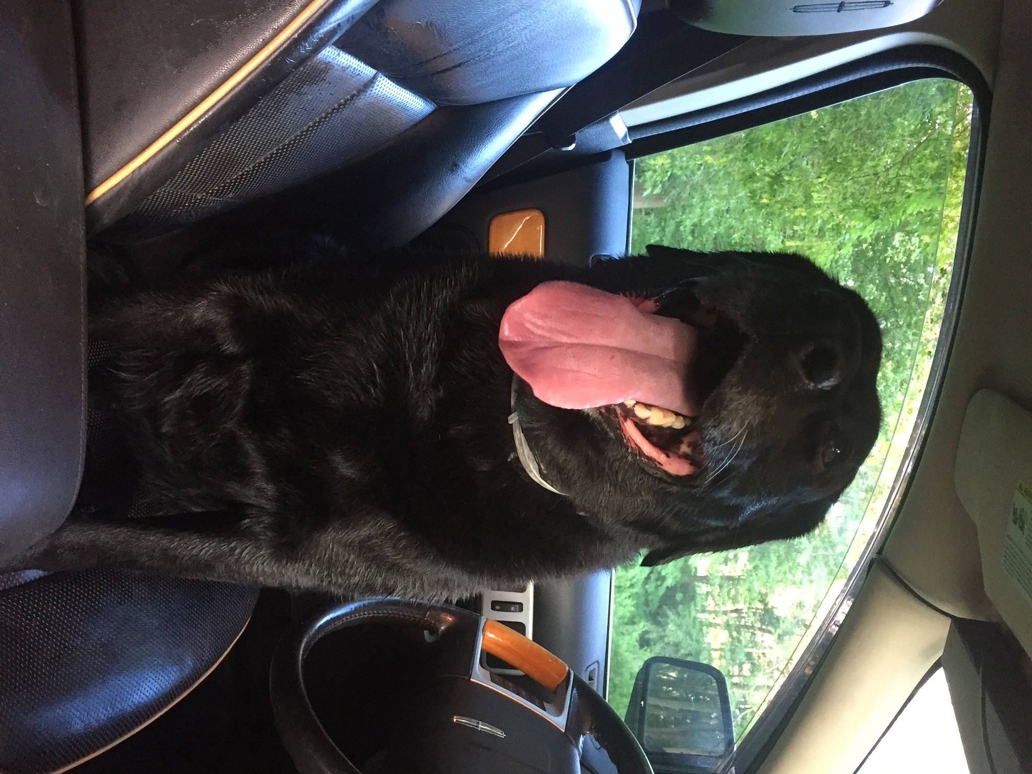 Grizzly is registered to the contest to win money with this photo: automotive_design, automotive_exterior, automotive_lighting, automotive_mirror, car, car_seat, car_seat_cover, carnivore, dog, eyewear, head_restraint, light, motor_vehicle, personal_luxury_car, rear_view_mirror, steering_part, sunglasses, vehicle, vehicle_door, window