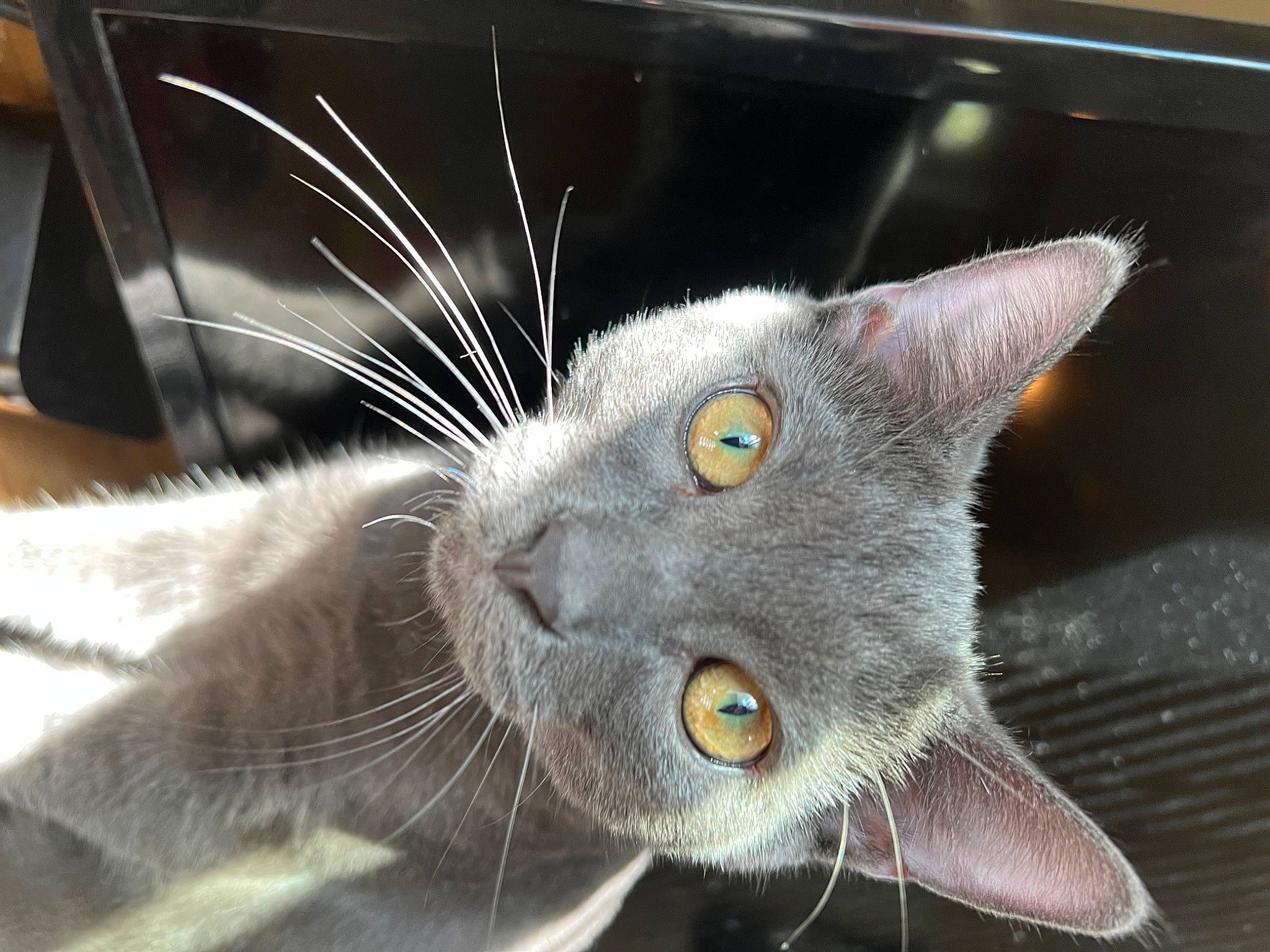 Bugsy joined the competition — help win amazing prizes! carnivore, cat, chartreux, domestic_short_haired_cat, ear, felidae, fur, grey, russian_blue, small_to_medium_sized_cats, snout, whiskers
