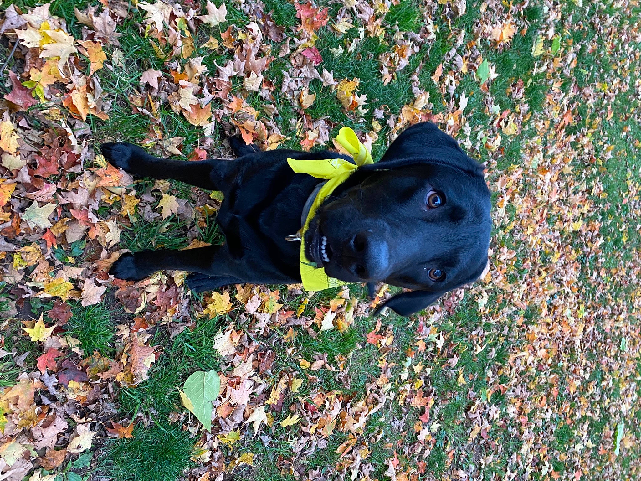 Fozzie is registered to the contest to win money with this photo: borador, canidae, carnivore, companion_dog, deciduous, dog, dog_breed, electric_blue, fawn, grass, groundcover, guard_dog, people_in_nature, plant, shadow, sporting_group, terrestrial_animal, tints_and_shades, tree, working_animal