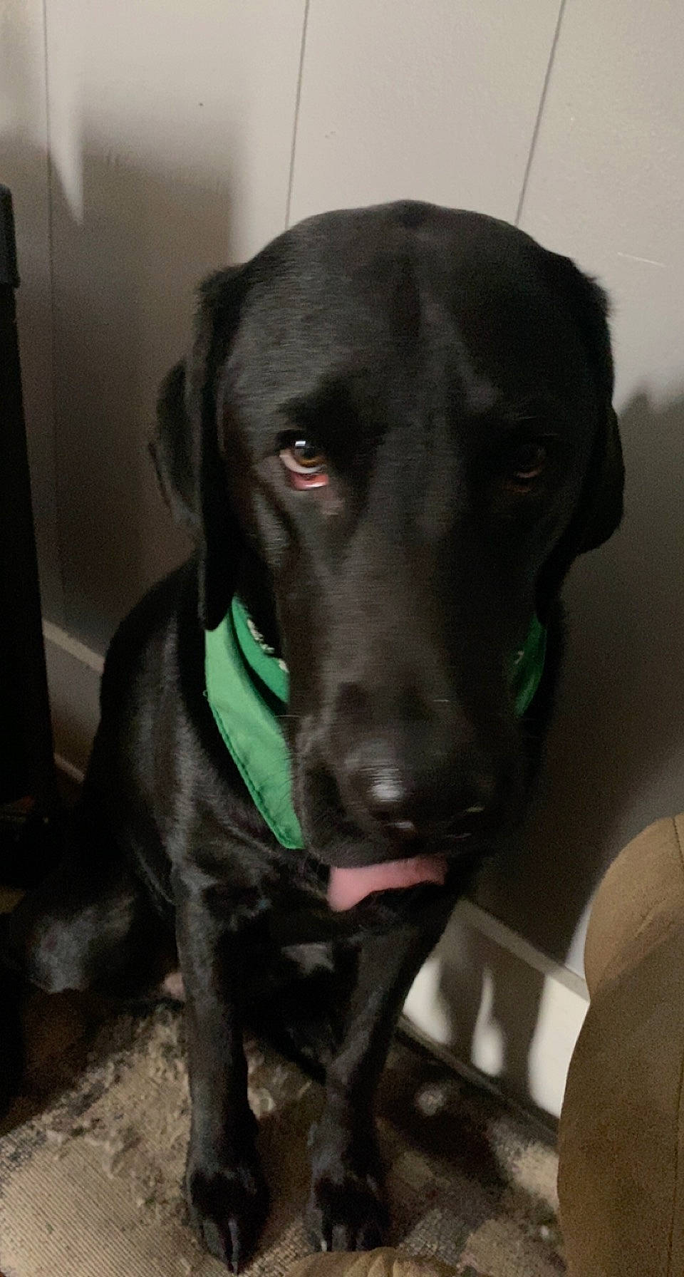 Fozzie joined the competition — help win amazing prizes! borador, carnivore, collar, companion_dog, dog, dog_breed, dog_collar, fur, guard_dog, gun_dog, leash, liver, personal_protective_equipment, pet_supply, pointing_breed, retriever, snout, sporting_group, whiskers, working_animal