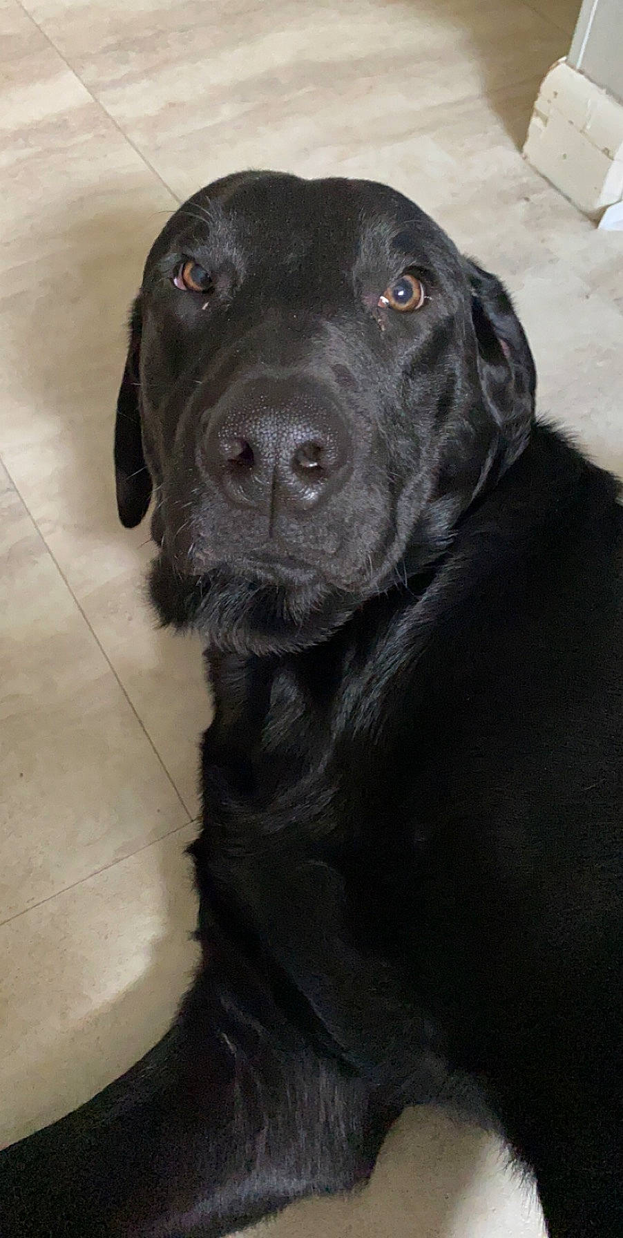 Fozzie joined the competition — help win amazing prizes! borador, canidae, carnivore, collar, companion_dog, dog, dog_breed, event, fur, gun_dog, hunting_dog, labrador_retriever, liver, monochrome_photography, retriever, snout, sporting_group, terrestrial_animal, whiskers, working_animal