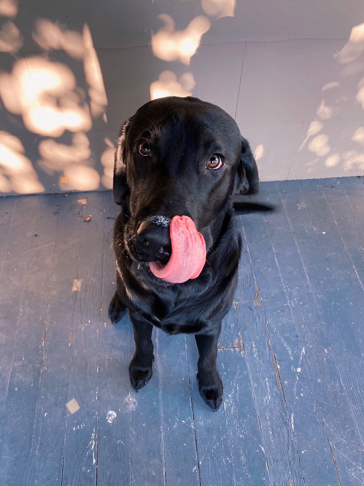 Fozzie joined the competition — help win amazing prizes! borador, carnivore, collar, companion_dog, dog, dog_breed, dog_collar, electric_blue, flooring, fur, guard_dog, gun_dog, leash, pet_supply, retriever, road_surface, sporting_group, tints_and_shades, whiskers, working_animal