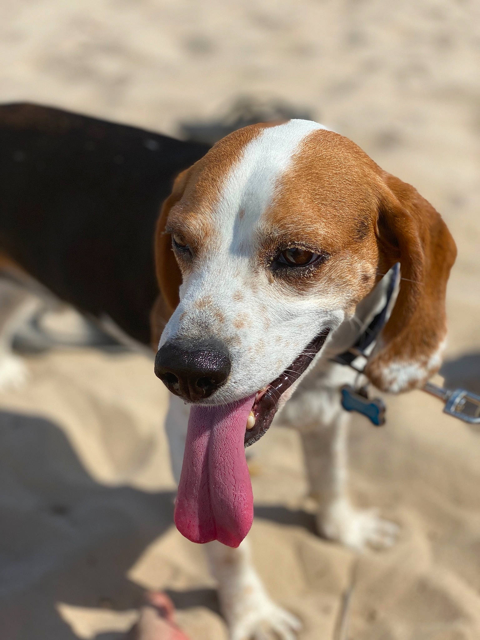 Churro is registered to the contest to win money with this photo: american_foxhound, basset_artesien_normand, beagle, canidae, carnivore, dog, dog_breed, drever, english_coonhound, english_foxhound, finnish_hound, harrier, hound, hunting_dog, mammal, rare_breed_dog, snout, sporting_group, treeing_walker_coonhound, vertebrate