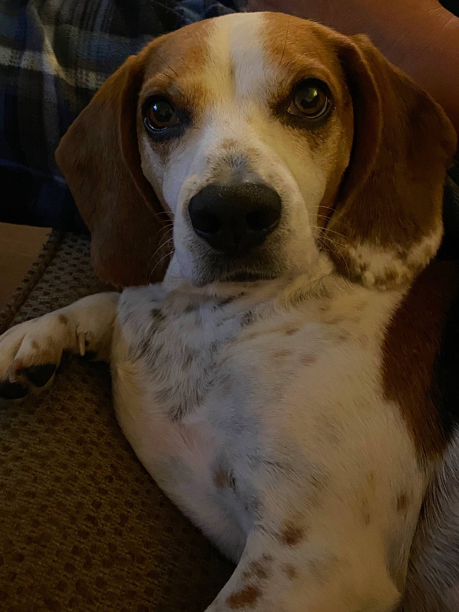 Churro joined the competition — help win amazing prizes! american_foxhound, beagle, canidae, carnivore, coonhound, dog, dog_breed, drever, english_foxhound, hamiltonstovare, harrier, hound, mammal, pocket_beagle, rare_breed_dog, scent_hound, snout, sporting_group, treeing_walker_coonhound, vertebrate