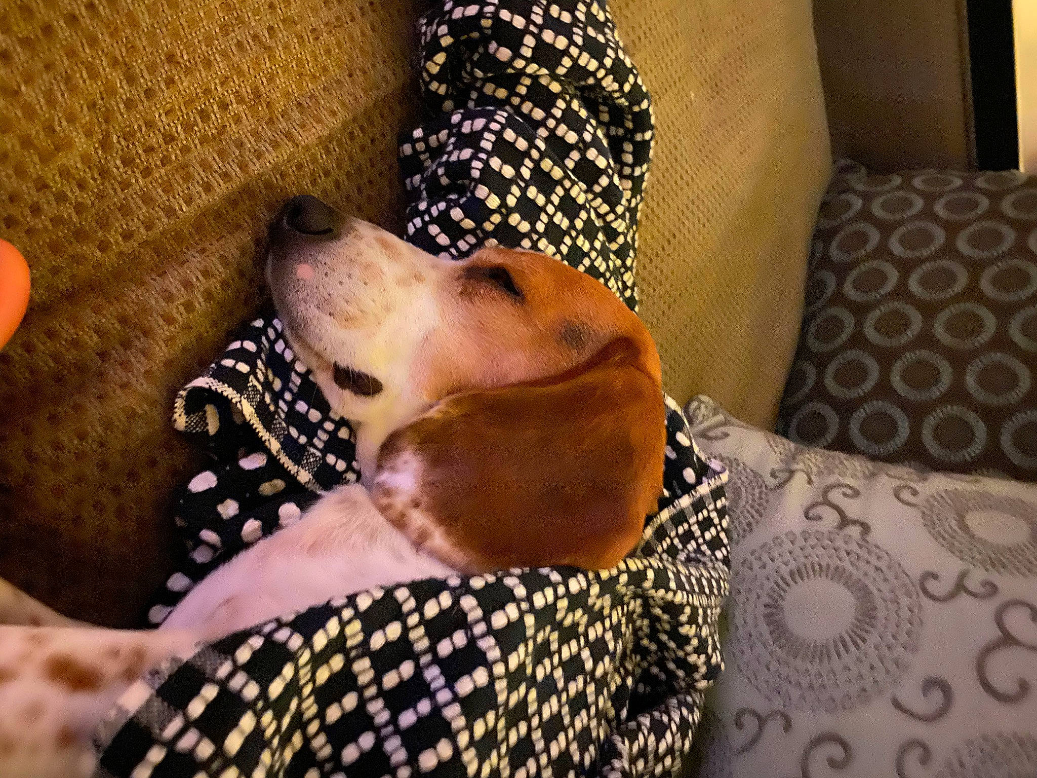 Churro joined the competition — help win amazing prizes! canidae, carnivore, companion_dog, dog, dog_breed, fawn, non_sporting_group, snout