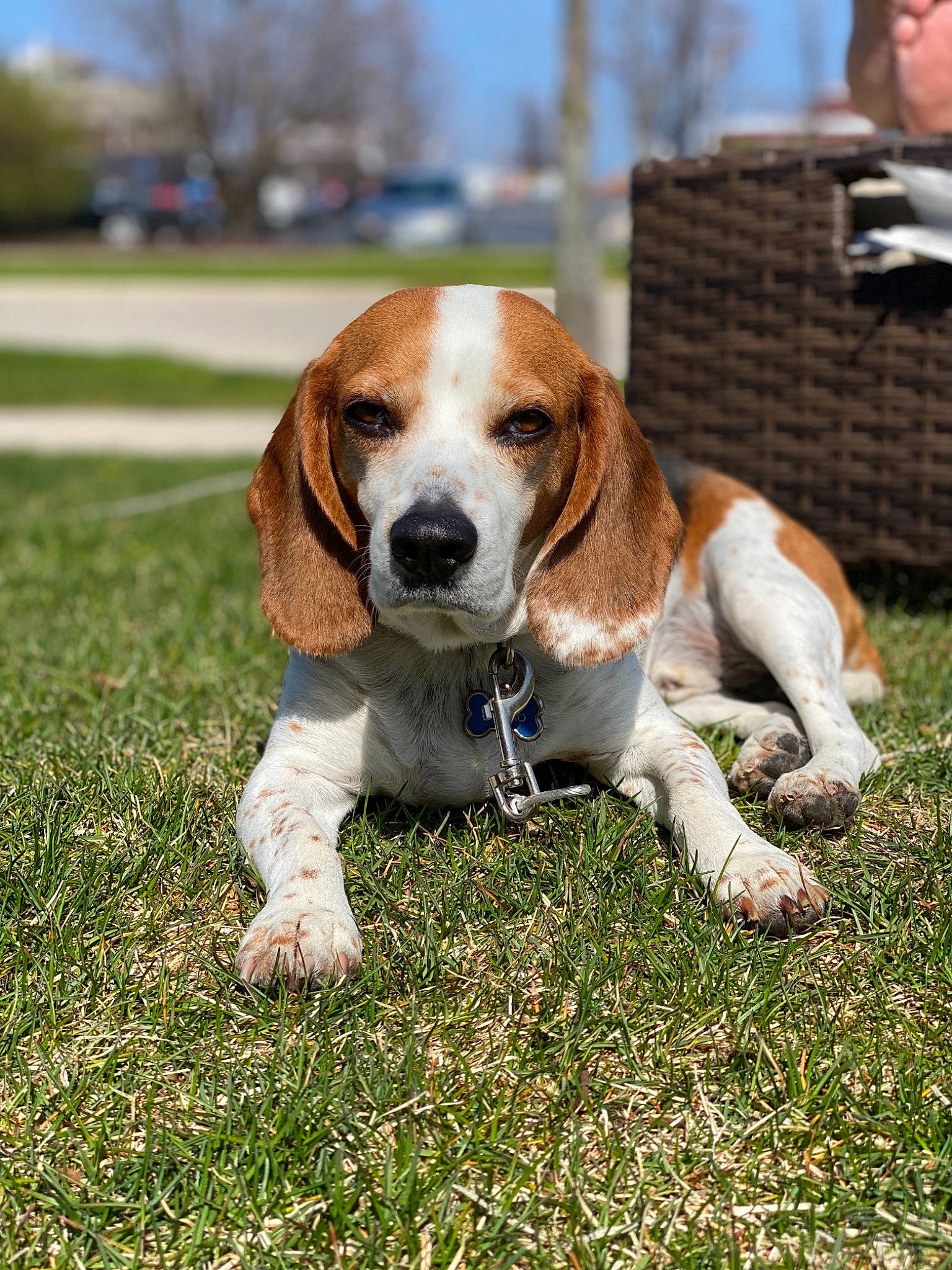 Churro joined the competition — help win amazing prizes! american_foxhound, artois_hound, basset_artesien_normand, basset_hound, beagle, beagle_harrier, canidae, carnivore, companion_dog, dog, dog_breed, estonian_hound, grand_anglo_francais_tricolore, harrier, hound, mammal, scent_hound, snout, treeing_walker_coonhound, vertebrate