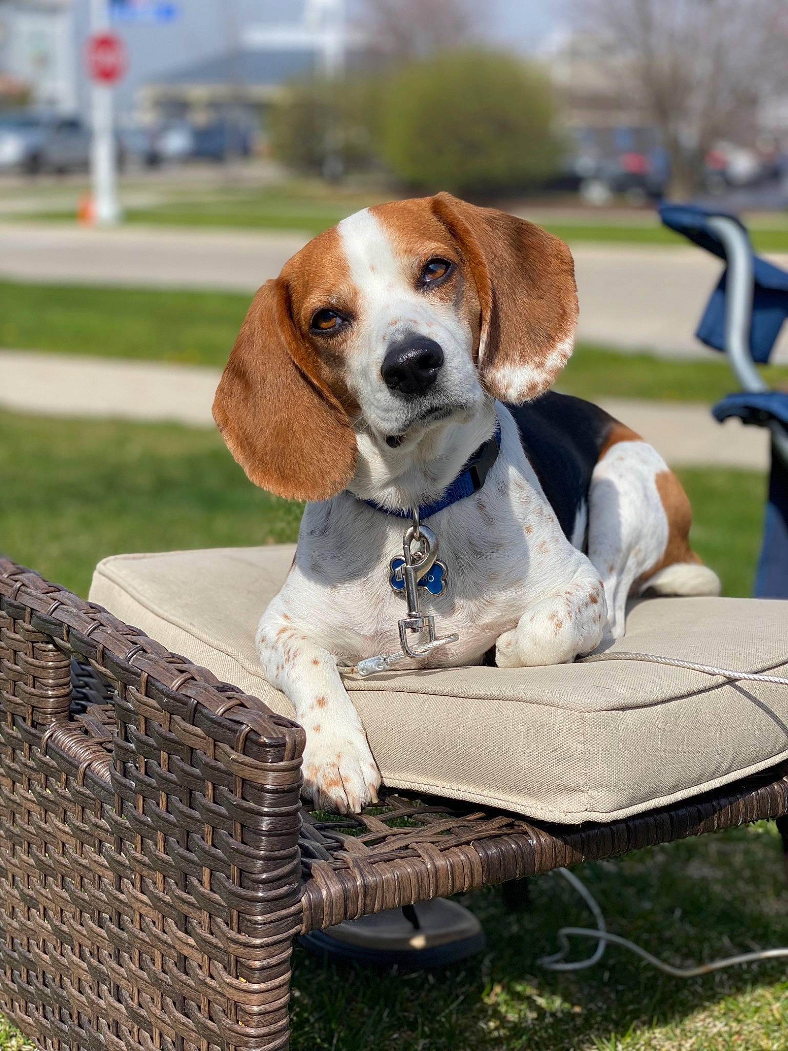 Churro is registered to the contest to win money with this photo: american_foxhound, basset_artesien_normand, beagle, beagle_harrier, canidae, carnivore, companion_dog, coonhound, dog, dog_breed, drever, finnish_hound, grand_anglo_francais_tricolore, hamiltonstovare, harrier, mammal, pocket_beagle, treeing_walker_coonhound, vertebrate, westphalian_dachsbracke