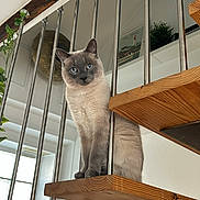 Pathos participe au concours pour gagner de l'argent avec cette photo : cat, siamese_cat, stairs, wood, metal_railings, indoor, window, plant, furniture, pet, animal, blue_eyes, looking, portrait, domestic_cat, whiskers, tail, natural_light, home_interior, curious