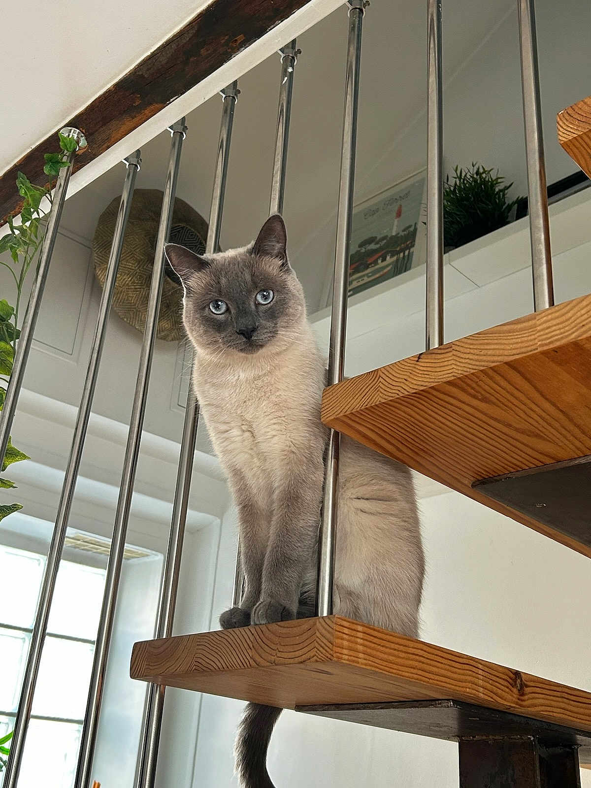 Pathos participe au concours pour gagner de l'argent avec cette photo : cat, siamese_cat, stairs, wood, metal_railings, indoor, window, plant, furniture, pet, animal, blue_eyes, looking, portrait, domestic_cat, whiskers, tail, natural_light, home_interior, curious