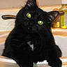 animal, bathroom, black_cat, cat, close_up, ears, feline, fluffy, fur, green_eyes, household_bottles, indoors, kitchen_sink, longhaired, lying_down, pet, portrait, sink, sitting, whiskers