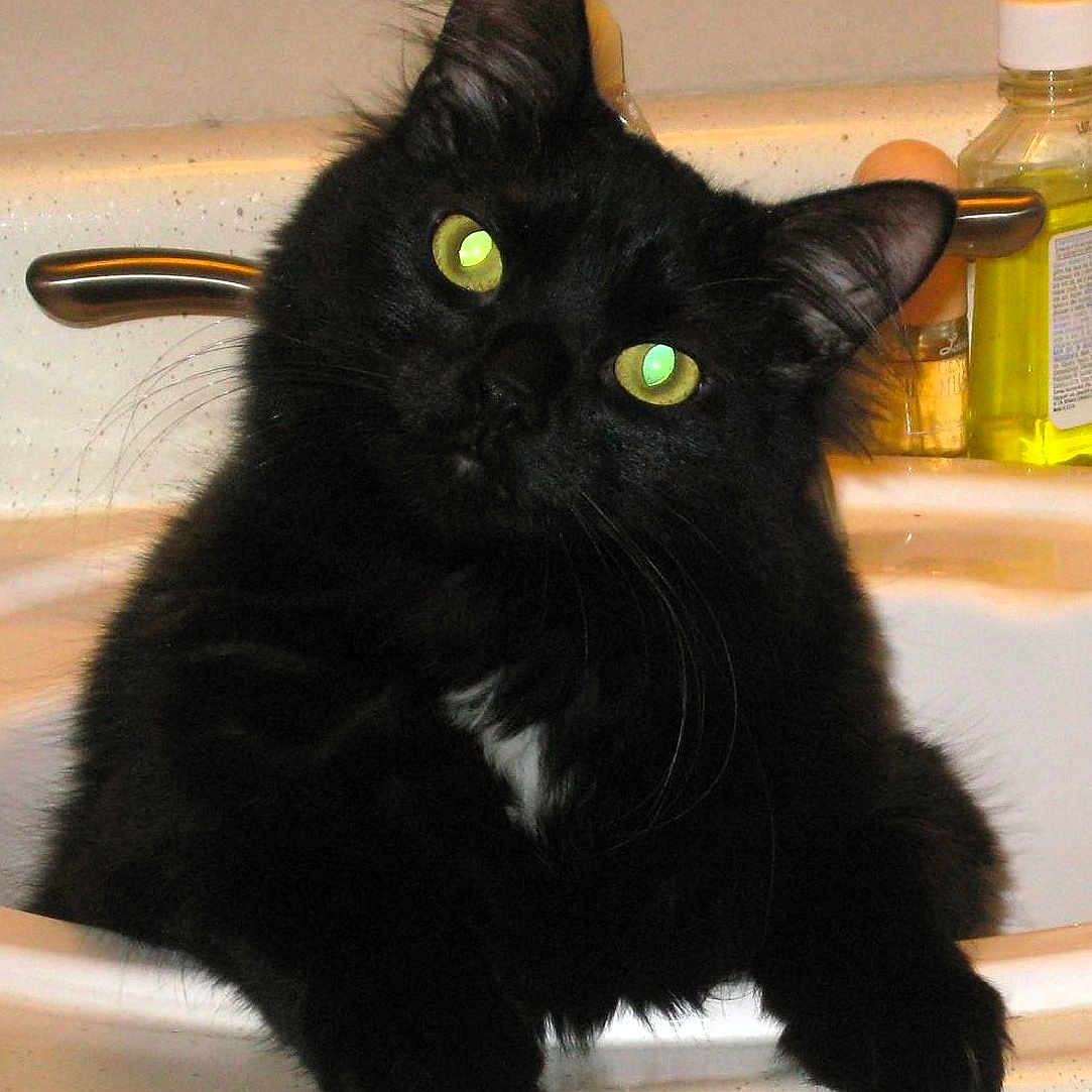 Sammy