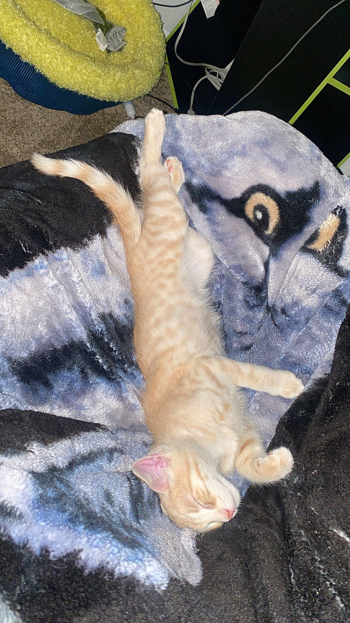 Chowder is registered to the contest to win money with this photo: art, big_cats, black, canidae, carnivore, dog_breed, eye, fawn, felidae, grey, hat, human_body, pattern, small_to_medium_sized_cats, snout, tail, terrestrial_animal, textile, tree, whiskers