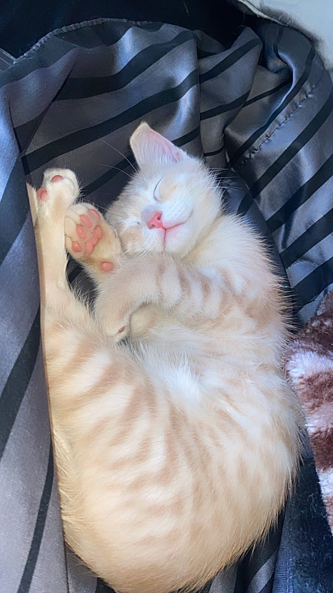 Chowder joined the competition — help win amazing prizes! carnivore, cat, cat_bed, cat_supply, claw, comfort, domestic_short_haired_cat, fawn, felidae, foot, fur, nap, paw, sleep, small_to_medium_sized_cats, snout, tail, whiskers