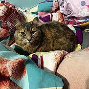 Dumpling joined the competition — help win amazing prizes! animal, bed, blanket, cat, colorful, comfort, cozy, cute, domestic, feline, fur, indoor, looking, pattern, pet, relaxed, resting, soft, teddy_bear, warm