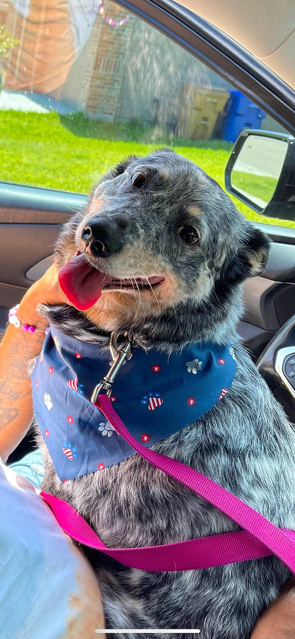 Pepper joined the competition — help win amazing prizes! car, carnivore, collar, companion_dog, dog, dog_breed, dog_collar, electric_blue, fashion_accessory, fur, hat, leash, mirror, plant, snout, sporting_group, vehicle, whiskers, windshield, working_animal