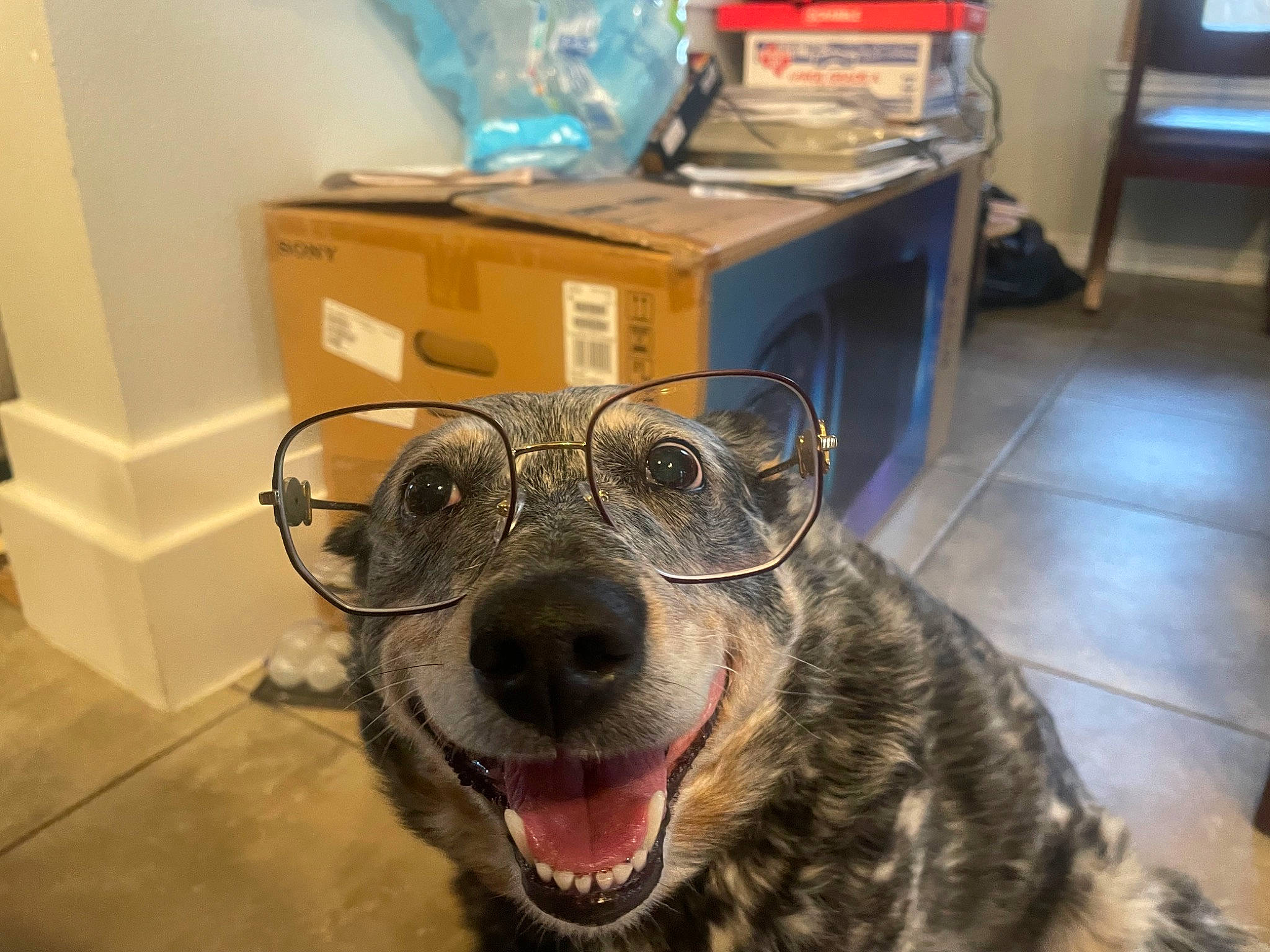 Pepper is registered to the contest to win money with this photo: canidae, carnivore, companion_dog, dog, dog_breed, drawer, eyewear, fang, floor, flooring, fur, gas, jaw, metal, room, snout, sporting_group, vision_care, whiskers, working_animal
