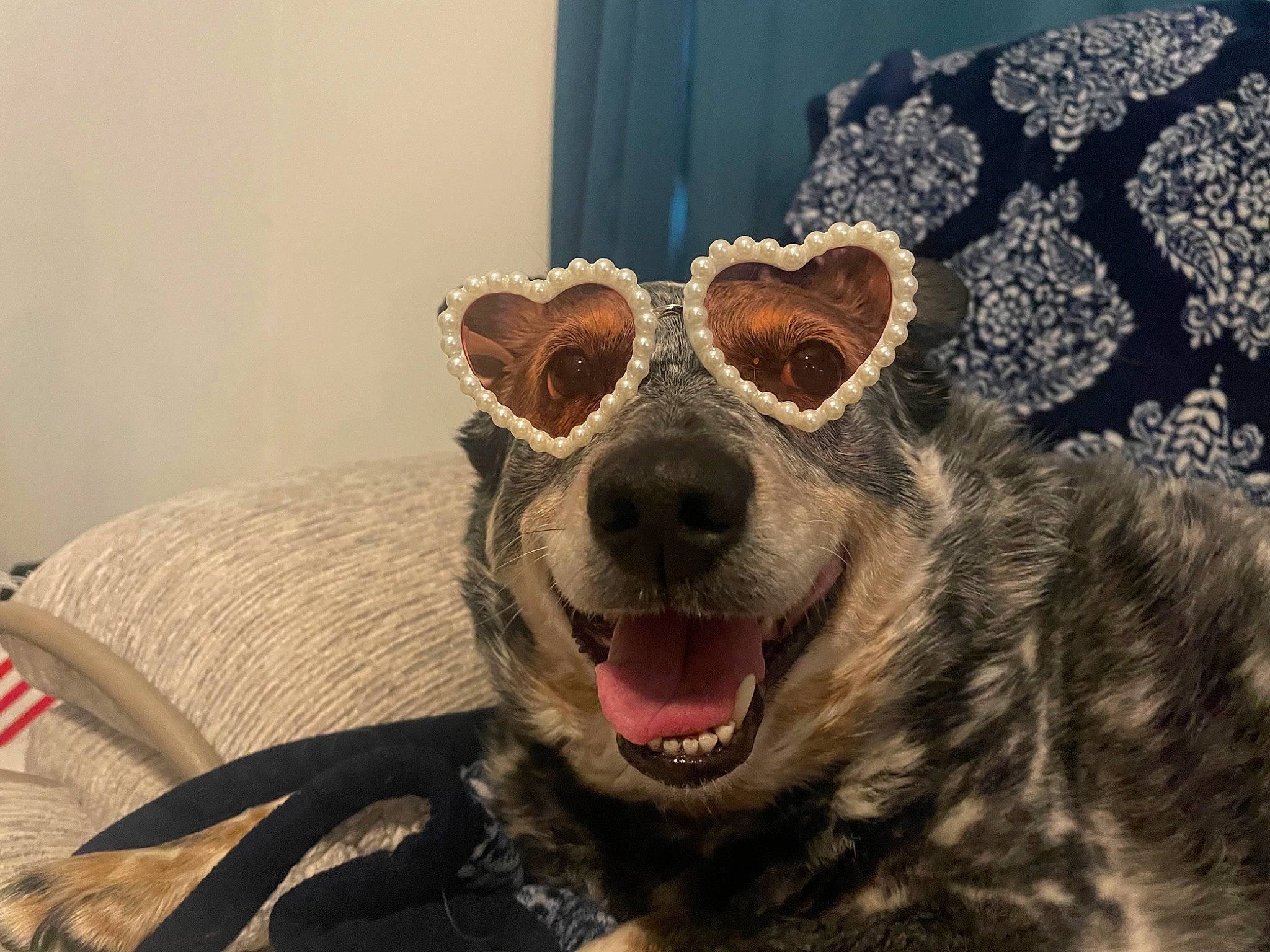 Pepper joined the competition — help win amazing prizes! canidae, carnivore, companion_dog, dog, dog_breed, eyewear, fang, fawn, fur, jaw, paw, shout, snout, sporting_group, terrestrial_animal, tooth, vision_care, whiskers, working_animal, yawn