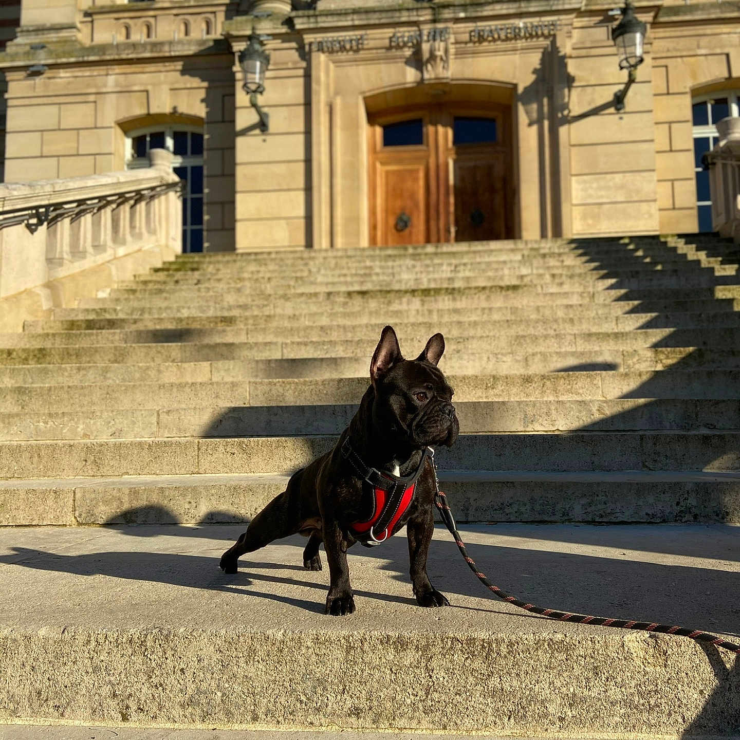 Oscar participe au concours pour gagner de l'argent avec cette photo : accessories, animal, architecture, building, bulldog, canine, city, dog, frenchbulldog, house, housing, leash, person, pet, puppy, road, staircase, strap, street, urban