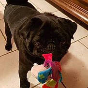 Noé a rejoint le concours — aidez-le/la à gagner de superbes lots ! dog, pug, black_dog, toy, plush_toy, indoor, floor, tile_floor, pet, animal, cute, looking_up, playful, small_dog, mammal, companion, domestic, fur, pet_toy, curious
