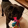 dog, pug, black_dog, toy, plush_toy, indoor, floor, tile_floor, pet, animal, cute, looking_up, playful, small_dog, mammal, companion, domestic, fur, pet_toy, curious