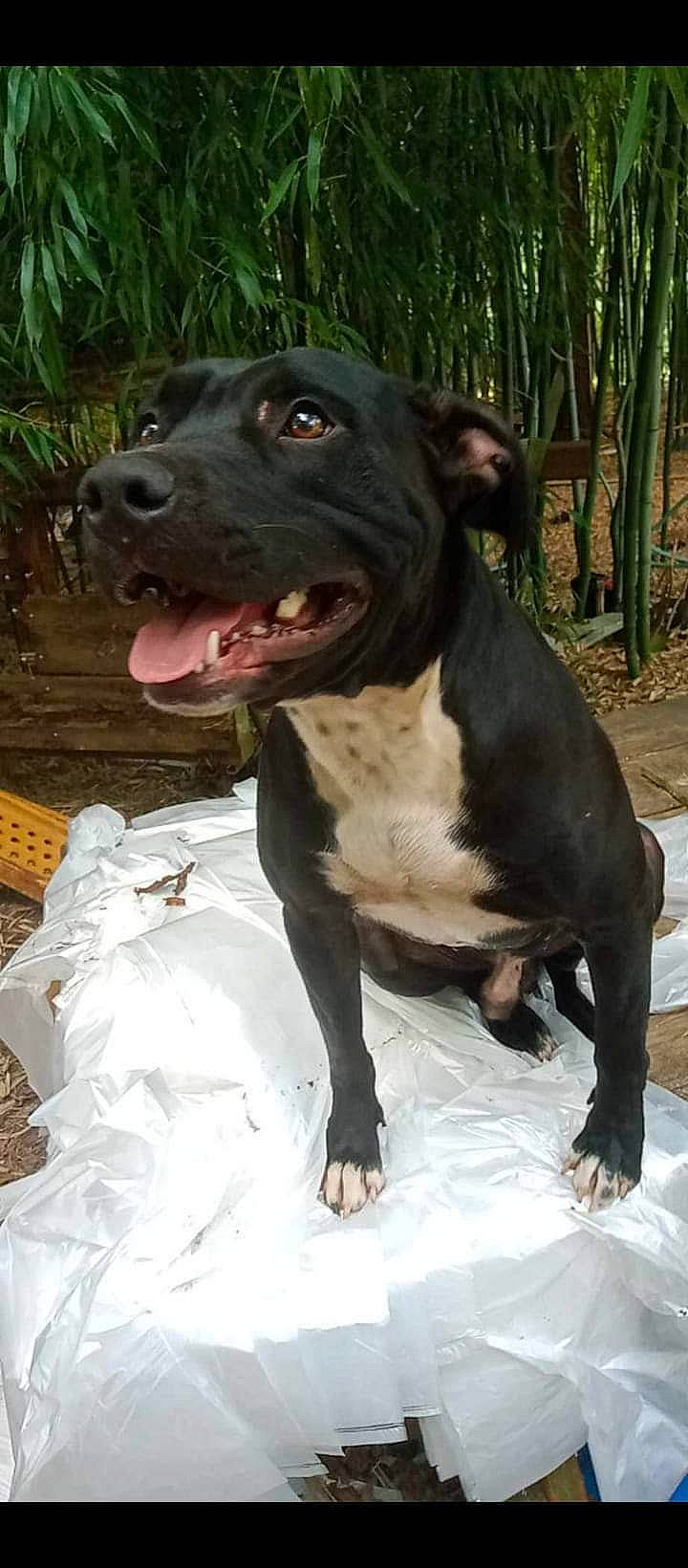 Apollo joined the competition — help win amazing prizes! carnivore, companion_dog, dog, dog_breed, fawn, hunting_dog, liver, non_sporting_group, palm_tree, plant, snout, sporting_group, terrestrial_animal, tree, working_animal, working_dog