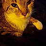 Mittens is registered to the contest to win money with this photo: cat, tabby, pet, animal, feline, closeup, portrait, whiskers, ears, fur, relaxed, indoor, yellow_light, dark_background, paw, cute, domestic_cat, resting, looking, cozy