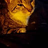 cat, tabby, pet, animal, feline, resting, indoors, warm_light, cozy, sleepy, closeup, portrait, fur, whiskers, ears, dark_background, relaxed, cute, domestic_cat, mammal