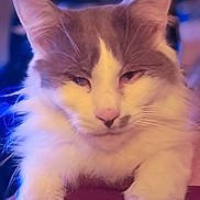 Possum joined the competition — help win amazing prizes! cat, feline, pet, portrait, close_up, fluffy, long_hair, whiskers, ears, paws, pink_nose, indoor, cozy, relaxed, sleepy_eyes, fur, muzzle, domestic_cat, headshot, soft_lighting