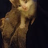 Possum is registered to the contest to win money with this photo: bedding, blanket, cat, closeup, cozy, cute, ears, fur, fuzzy, indoor, kitten, looking_at_camera, low_light, paw, pet, portrait, small, tilt_head, whiskers, young