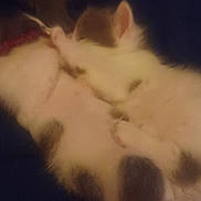 Possum is registered to the contest to win money with this photo: bed, blanket, blur, cat, closeup, cozy, fur, indoor, kitten, low_light, nap, paw, paw_pad, pet, relaxed, sleeping, soft, spotted_fur, tiny_paws, white_fur