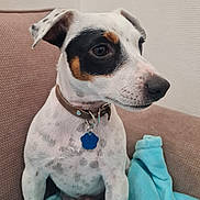 Snoopy a rejoint le concours — aidez-le/la à gagner de superbes lots ! dog, pet, collar, tag, blue_tag, spotted_dog, sitting, blanket, turquoise_blanket, armchair, beige_furniture, indoor, closeup, side_profile, alert, curious, fur, ears, nose, cute