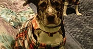 Adalade is registered to the contest to win money with this photo: dog, dogs, brindle_dog, black_and_white_dog, plaid_clothing, dog_clothes, collar, pet, animal, bed, bedroom, indoors, portrait, sitting, standing, front_view, alert, serious_expression, blanket, home