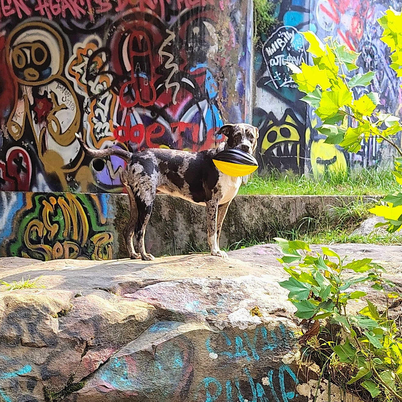 Adalade is registered to the contest to win money with this photo: dog, spotted_dog, standing, outdoors, urban, graffiti, street_art, wall, colorful, yellow_bandana, black_bandana, greenery, plants, grass, stone, sidewalk, sunlight, portrait, animal, city_scene