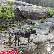 Adalade joined the competition — help win amazing prizes! dog, canine, spotted_coat, standing, outdoors, stream, water, rocks, boulders, forest, woodland, nature, sunlight, reflection, red_blanket, hiking, adventure, rocky_terrain, collar, wet_ground