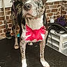 Adalade is registered to the contest to win money with this photo: dog, canine, speckled_coat, black_and_white, brown, floppy_ears, brown_eyes, portrait, standing, grooming_table, pet_grooming, grooming_tools, brick_wall, indoor, pink_marking, white_chest, white_paws, collar, leash, funny_expression