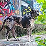 Adalade joined the competition — help win amazing prizes! dog, canine, spotted_coat, black_and_white, standing, outdoor, urban, graffiti, street_art, stone_ledge, greenery, leaves, grass, wall, nature, portrait, side_view, collar, animal, daylight