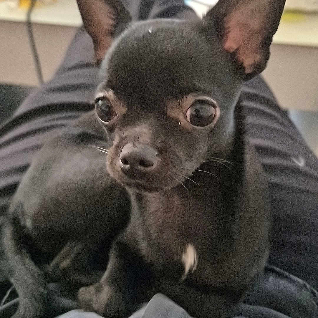 Vayana a rejoint le concours — aidez-le/la à gagner de superbes lots ! animal, black_coat, chihuahua, closeup, companion, curious, cute, dog, domestic_animal, ears, eyes, indoors, lap, pants, person, pet, portrait, relaxing, shirt, small_dog