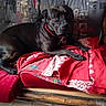 animal, black_dog, blanket, canine, collar, comfort, dog, floor, fur, home, indoor, living_room, looking_at_camera, paw, pet, red_blanket, relaxing, resting, sofa, wooden_furniture