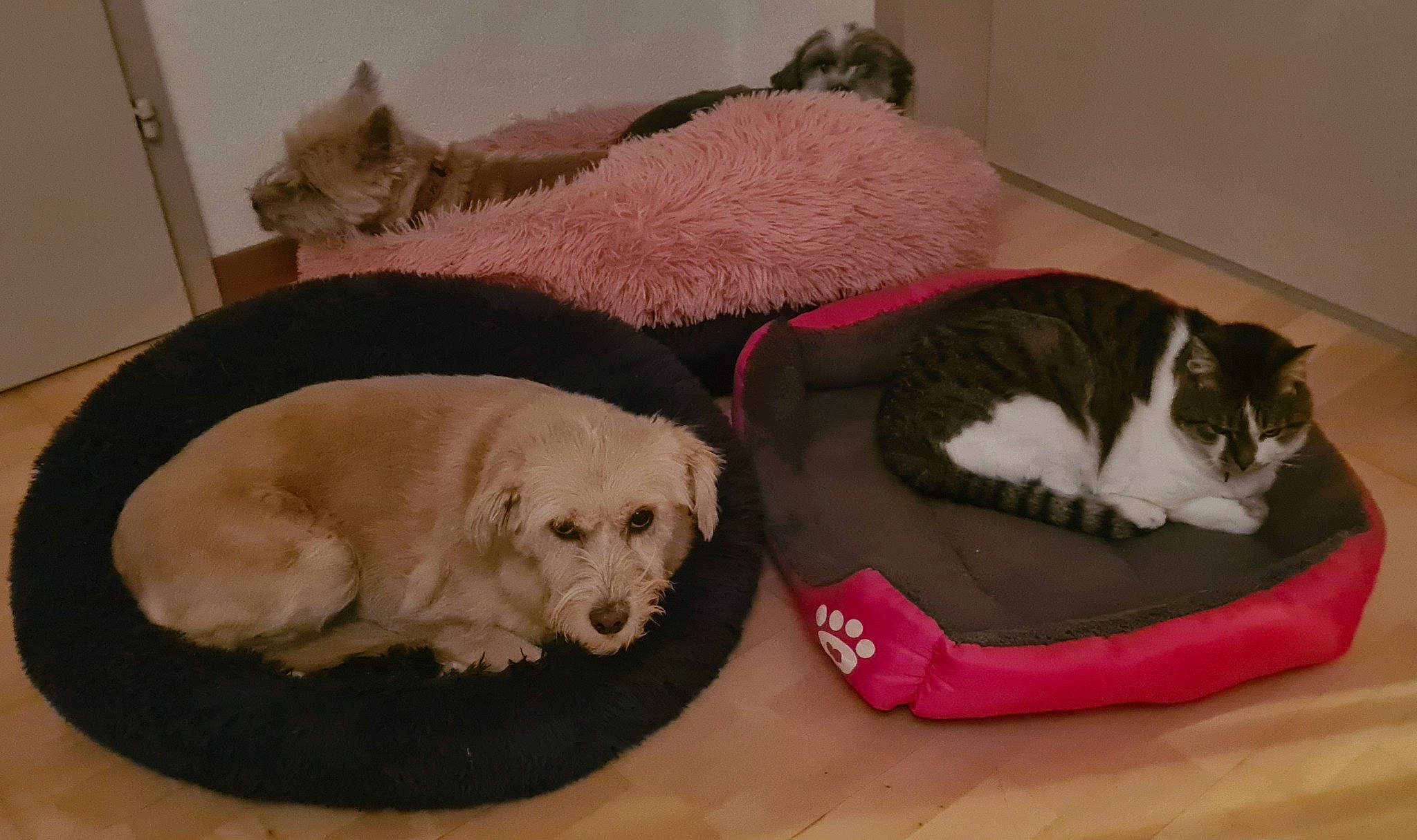 Tziki a rejoint le concours — aidez-le/la à gagner de superbes lots ! canidae, carnivore, cat, cat_bed, cat_supply, comfort, companion_dog, dog, dog_bed, dog_breed, dog_supply, felidae, fur, mammal, nap, pet_supply, small_to_medium_sized_cats, vertebrate, whiskers, working_animal