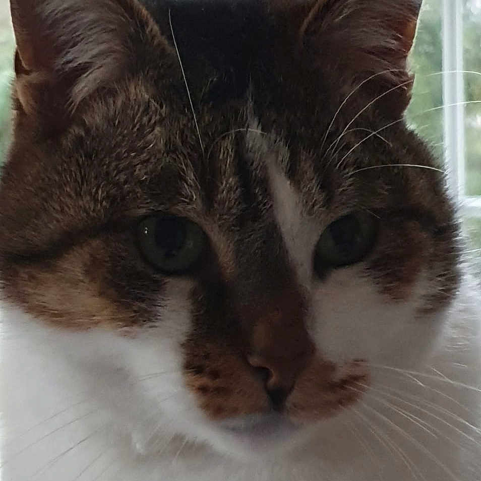 Tziki