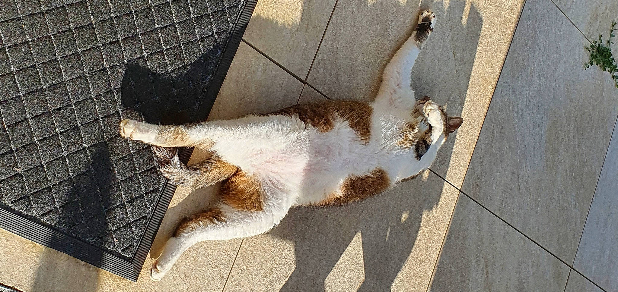 Tziki participe au concours pour gagner de l'argent avec cette photo : beige, carnivore, cat, claw, fawn, felidae, foot, fur, liver, mesh, paw, pet_supply, shadow, small_to_medium_sized_cats, tail, terrestrial_animal, whiskers