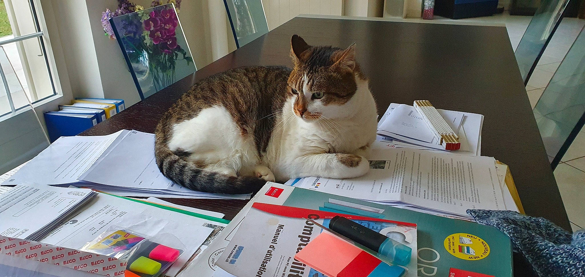 Tziki a rejoint le concours — aidez-le/la à gagner de superbes lots ! book, box, carnivore, cat, domestic_short_haired_cat, felidae, fur, office_supplies, paper, paper_product, pet_supply, picture_frame, plastic, publication, small_to_medium_sized_cats, stationery, whiskers