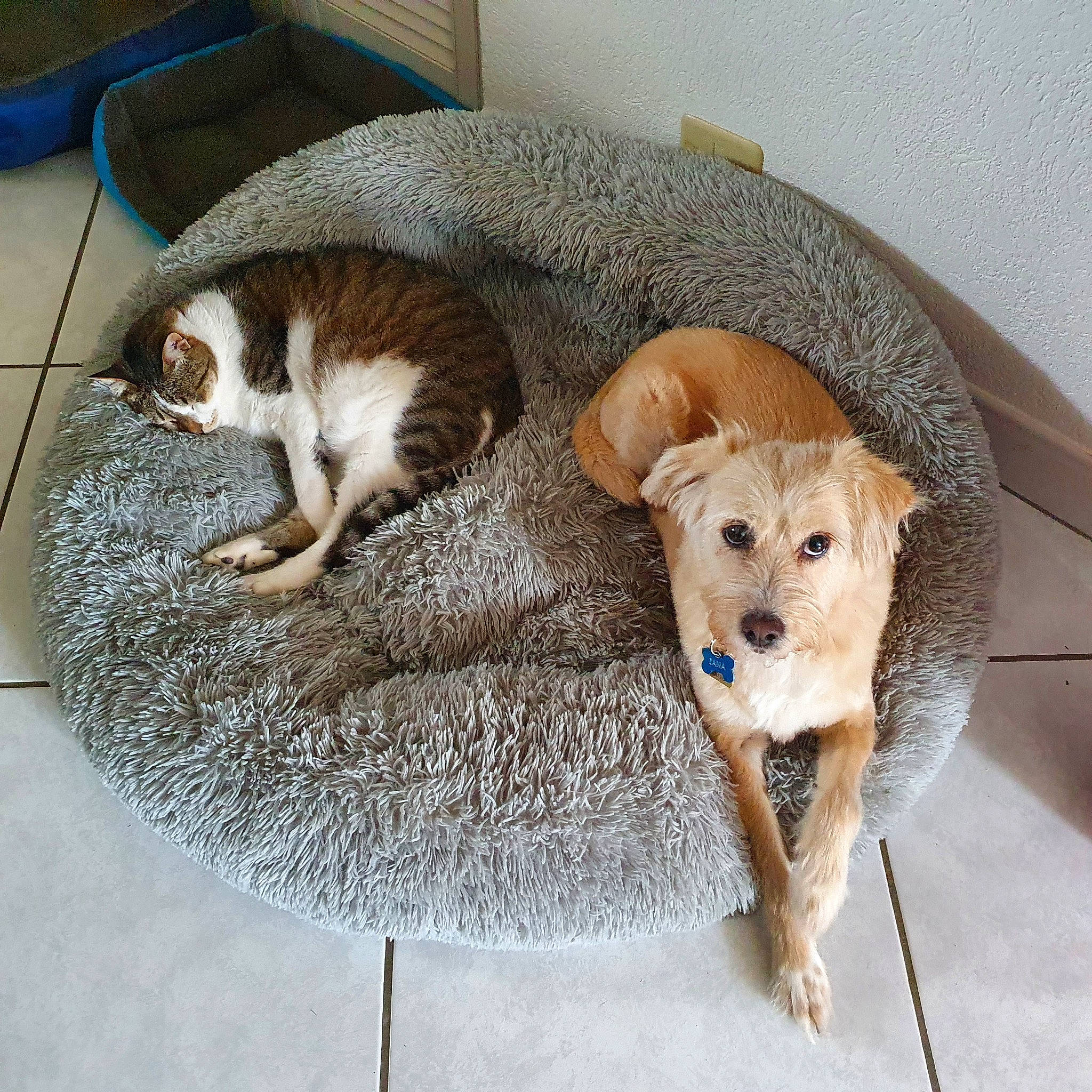 Tziki participe au concours pour gagner de l'argent avec cette photo : canidae, carnivore, comfort, companion_dog, dog, dog_bed, dog_breed, dog_supply, fawn, floor, flooring, fur, home_accessories, liver, mammal, pet_supply, snout, sporting_group, vertebrate, working_animal