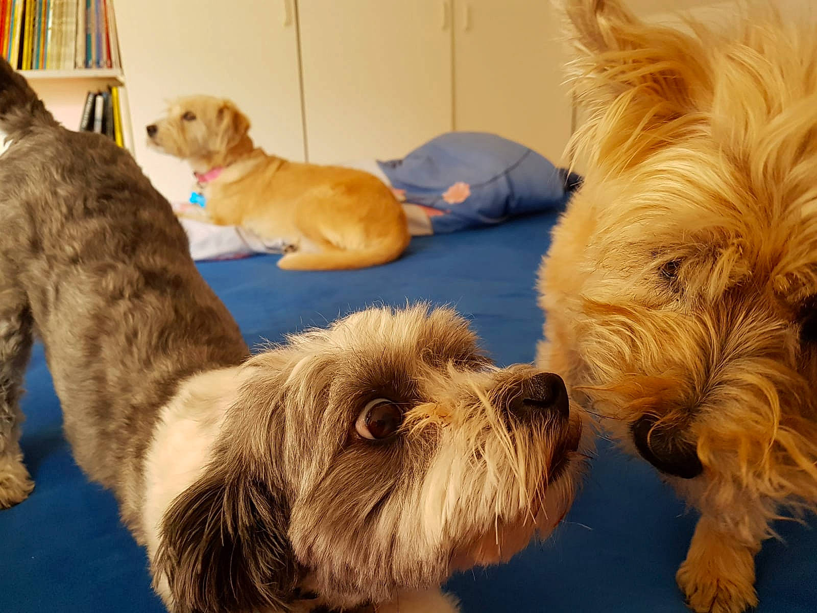 Mouchka a rejoint le concours — aidez-le/la à gagner de superbes lots ! australian_terrier, cairn_terrier, canidae, carnivore, companion_dog, dog, dog_breed, dutch_smoushond, glen_of_imaal_terrier, lhasa_apso, mammal, norfolk_terrier, norwich_terrier, petit_basset_griffon_vendeen, sapsali, small_terrier, sporting_group, sporting_lucas_terrier, terrier, vertebrate